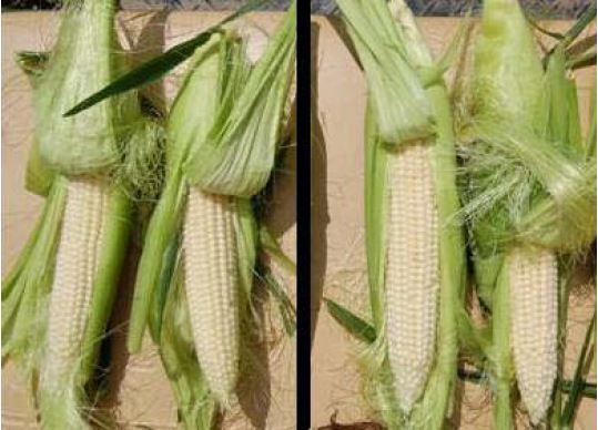 Evaluation of Sustane All Natural Fertilizer on Yield of Organically Managed Sweet Corn at Maplestar Farm