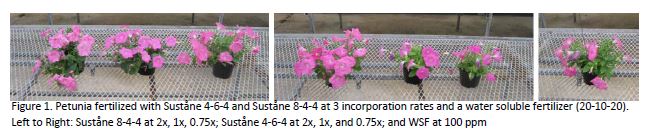 OSU organic petunia 4 6 4 8 4 4 and WSF comparison