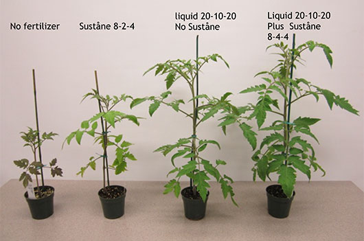 research lawn tomatoes 4inch 2