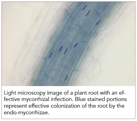 mycorrhizaemicroscopicimage