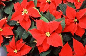 Poinsettia Health, New York