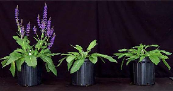 Suståne Research in Nursery & Greenhouse