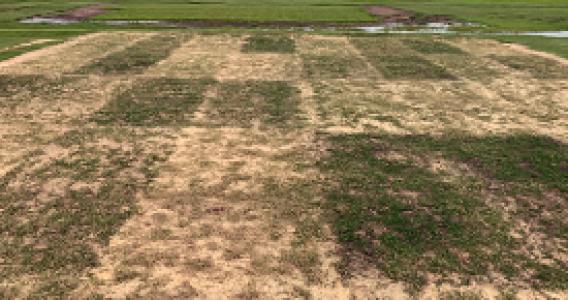 Suståne Research in Turfgrass